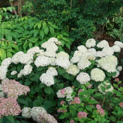 Invincibelle Wee White® Smooth Hydrangea -GREAT GARDEN PLANTS hydrangea invincibelle wee white 4