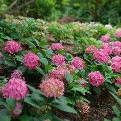 Let's Dance ¡Arriba!™ Bigleaf Hydrangea -GREAT GARDEN PLANTS hydrangea lets dance arriba 2