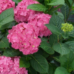 Let's Dance ¡Arriba!™ Bigleaf Hydrangea -GREAT GARDEN PLANTS hydrangea lets dance arriba 4