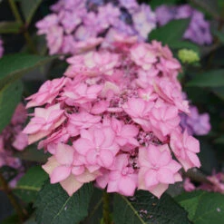 Let's Dance Can Do!® Bigleaf Hydrangea -GREAT GARDEN PLANTS hydrangea lets dance can do 3