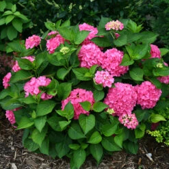 Let's Dance® Rave® Bigleaf Hydrangea -GREAT GARDEN PLANTS hydrangea lets dance rave 3