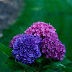 Let's Dance® Rave® Bigleaf Hydrangea -GREAT GARDEN PLANTS hydrangea lets dance rave 4