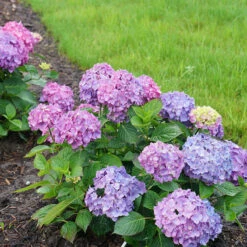 Let's Dance® Rave® Bigleaf Hydrangea -GREAT GARDEN PLANTS hydrangea lets dance rave 7