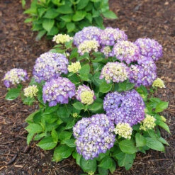 Let's Dance® Rave® Bigleaf Hydrangea -GREAT GARDEN PLANTS hydrangea lets dance rave 8