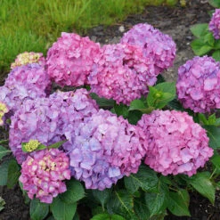 Let's Dance® Rave® Bigleaf Hydrangea -GREAT GARDEN PLANTS hydrangea lets dance rave 9