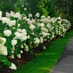 'Limelight' Panicle Hydrangea -GREAT GARDEN PLANTS hydrangea limelight 10