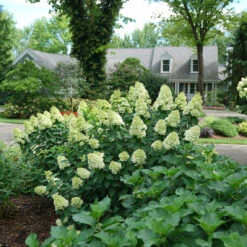 Limelight Prime® Panicle Hydrangea -GREAT GARDEN PLANTS hydrangea limelight prime 1
