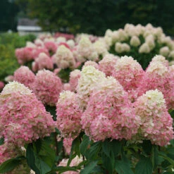Limelight Prime® Panicle Hydrangea -GREAT GARDEN PLANTS hydrangea limelight prime 3