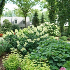 Limelight Prime® Panicle Hydrangea -GREAT GARDEN PLANTS hydrangea limelight prime 6