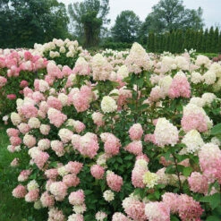 Limelight Prime® Panicle Hydrangea -GREAT GARDEN PLANTS hydrangea limelight prime 7