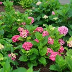 Let's Dance Big Band® Bigleaf Hydrangea -GREAT GARDEN PLANTS hydrangea macrophylla lets dance big band 3