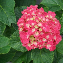 Wee Bit Grumpy® Bigleaf Hydrangea -GREAT GARDEN PLANTS hydrangea macrophylla wee bit grumpy 2