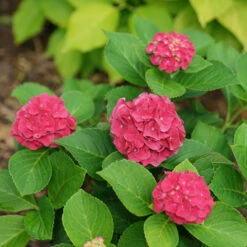 Wee Bit Grumpy® Bigleaf Hydrangea -GREAT GARDEN PLANTS hydrangea macrophylla wee bit grumpy