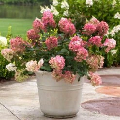 Fire Light® Panicle Hydrangea -GREAT GARDEN PLANTS hydrangea paniculata fire light 5 sw