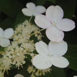 Little Quick Fire® Panicle Hydrangea -GREAT GARDEN PLANTS hydrangea paniculata quick fire 3