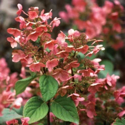 Little Quick Fire® Panicle Hydrangea -GREAT GARDEN PLANTS hydrangea paniculata quick fire 4
