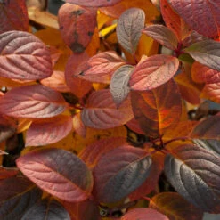 Little Quick Fire® Panicle Hydrangea -GREAT GARDEN PLANTS hydrangea paniculata quick fire 5
