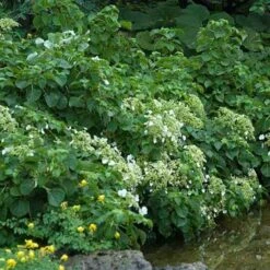 Climbing Hydrangea -GREAT GARDEN PLANTS hydrangea petiolaris 3 sw