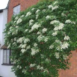 Climbing Hydrangea -GREAT GARDEN PLANTS hydrangea petiolaris 4 sw