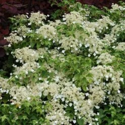 Climbing Hydrangea -GREAT GARDEN PLANTS hydrangea petiolaris 5 sw