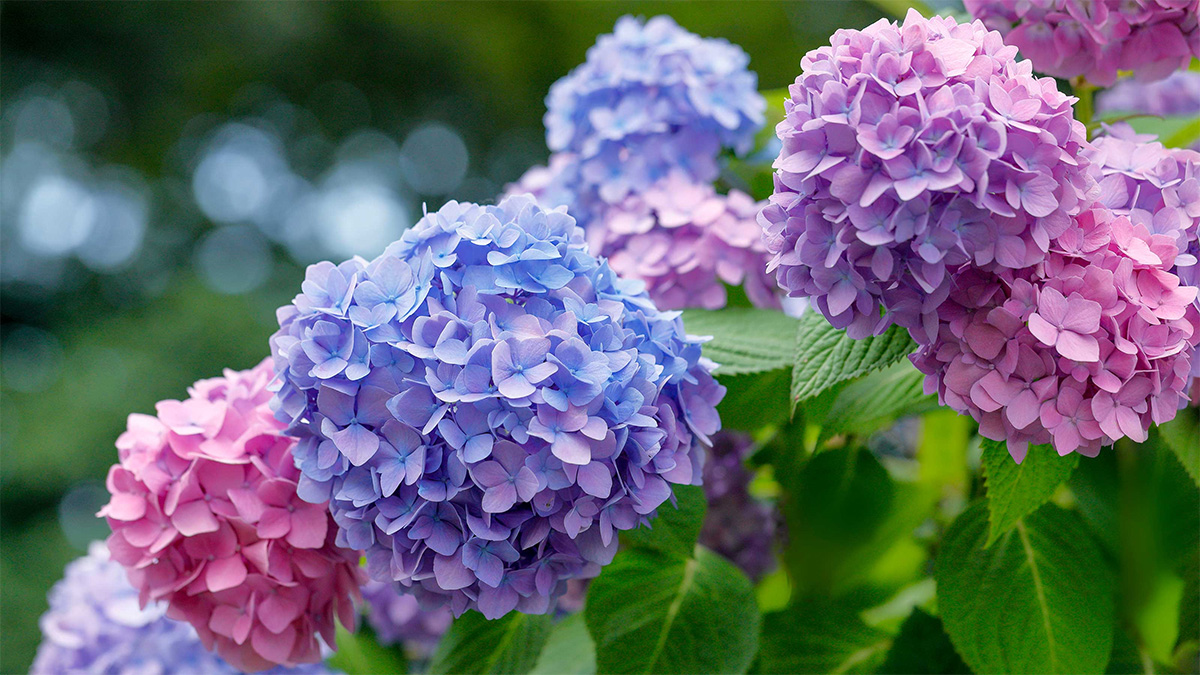 GREAT GARDEN PLANTS -GREAT GARDEN PLANTS hydrangeas6