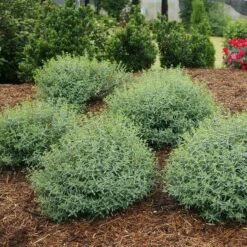 Blues Festival® St. John's Wort -GREAT GARDEN PLANTS hypericum blues festival 3 sw