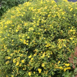 Sunny Boulevard® St. John's Wort