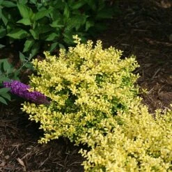 Brass Buckle® Japanese Holly -GREAT GARDEN PLANTS ilex brass buckle 3 sw