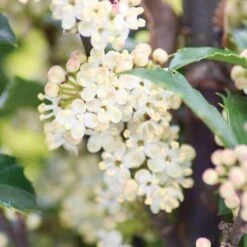 Castle Wall® Blue Holly -GREAT GARDEN PLANTS ilex castle wall 3 sw