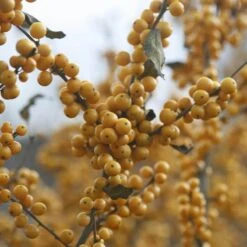 Berry Heavy® Gold Winterberry Holly -GREAT GARDEN PLANTS ilex verticillata berry heavy gold 1 3f32e30d d777 4cf7 93ff 2e94c58e0c4c sw