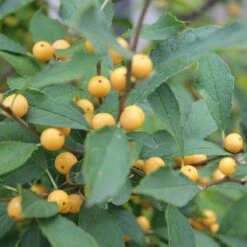 Berry Heavy® Gold Winterberry Holly -GREAT GARDEN PLANTS ilex verticillata berry heavy gold 2 aa81198c 24bb 4b32 877a 85fd13c13220 sw