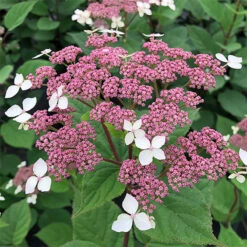 Invincibelle Lace™ Smooth Hydrangea -GREAT GARDEN PLANTS invincibelle lace smooth hydrangea 1