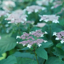 Invincibelle Lace™ Smooth Hydrangea -GREAT GARDEN PLANTS invincibelle lace smooth hydrangea 4