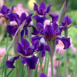 'Ruffled Velvet' Siberian Iris