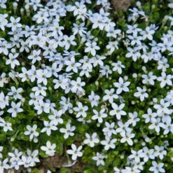 Blue Star Creeper (Isotoma Fluviatilis) -GREAT GARDEN PLANTS isotoma fluviatilis blue star creeper 3 66c66d61 795c 439c 8641 c7932832b4ff