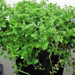 Blue Star Creeper (Isotoma Fluviatilis) -GREAT GARDEN PLANTS isotoma fluviatilis blue star creeper 4