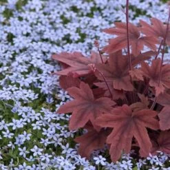 Blue Star Creeper (Isotoma Fluviatilis) -GREAT GARDEN PLANTS isotoma fluviatilis blue star creeper 6