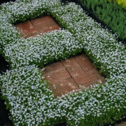 Blue Star Creeper (Isotoma Fluviatilis) -GREAT GARDEN PLANTS isotoma fluviatilis blue star creeper 8