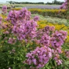 'Jeana' Tall Garden Phlox