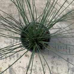 'Blue Arrows' Rush 9 'Blue Arrows' Rush -GREAT GARDEN PLANTS juncus blue arrows 4