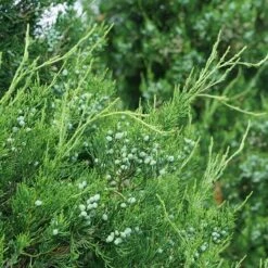 Gin Fizz® Juniper -GREAT GARDEN PLANTS juniperus gin fizz 3 sw