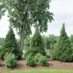 Gin Fizz® Juniper -GREAT GARDEN PLANTS juniperus gin fizz 4 sw