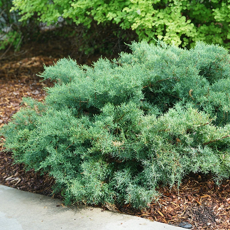 Montana Moss® Juniper 1 Montana Moss® Juniper
