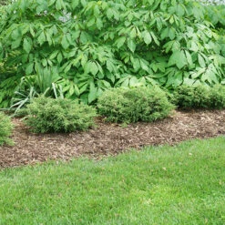 Tortuga® Juniper -GREAT GARDEN PLANTS juniperus tortuga 3