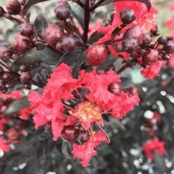 Center Stage® Red Crapemyrtle -GREAT GARDEN PLANTS lagerstroemia center stage red 3 sw
