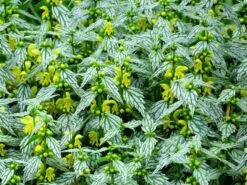 'Hermann's Pride' Spotted Dead-Nettle -GREAT GARDEN PLANTS lamiastrum hermanns pride 4 sw