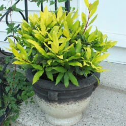 Sicilian Sunshine® Bay Laurel -GREAT GARDEN PLANTS laurus sicilian sunshine 3