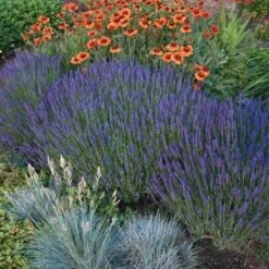 'Hidcote' Lavender -GREAT GARDEN PLANTS lavender hidcote 4 sw