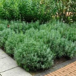 'Hidcote' Lavender -GREAT GARDEN PLANTS lavender hidcote 6 sw