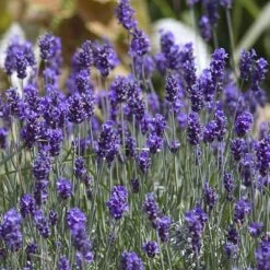 'Hidcote' Lavender -GREAT GARDEN PLANTS lavender hidcote 8 sw